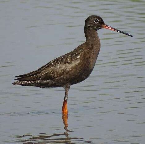 Image of Spotted Redshank