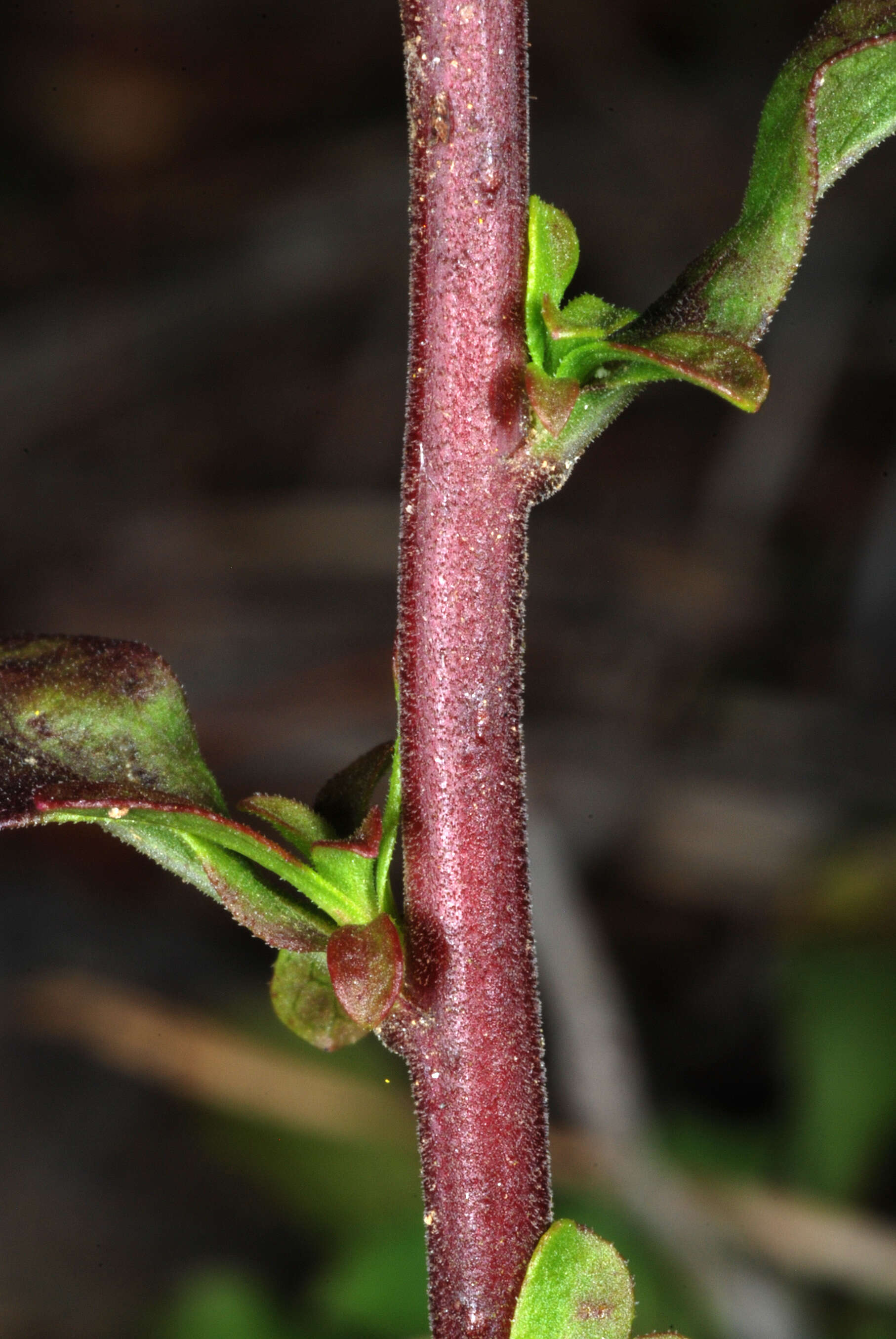 Image of downy goldenrod