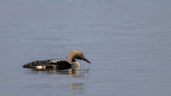 Image of Arctic Loon