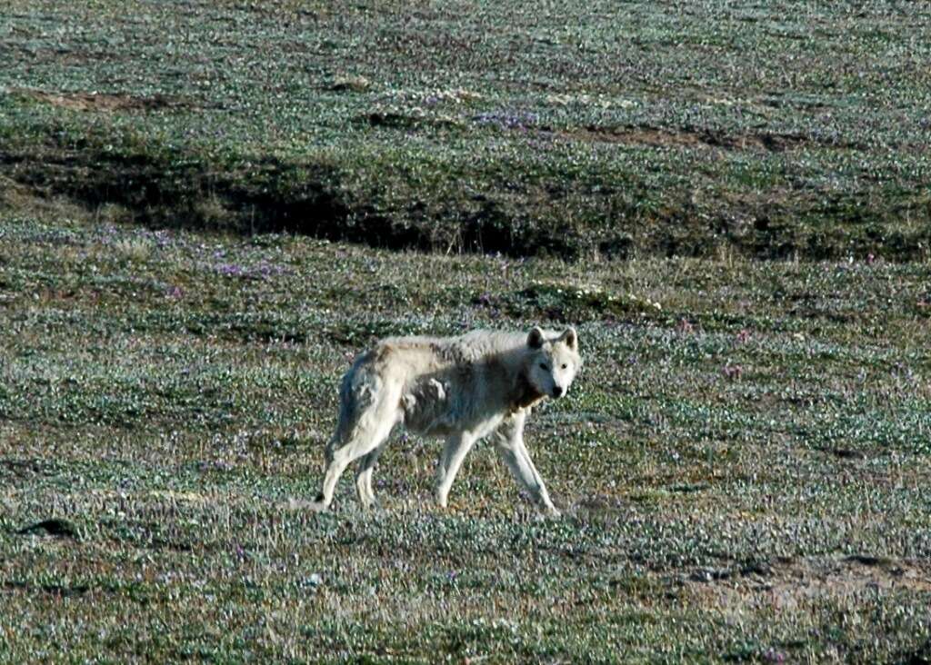 Image of Arctic wolf