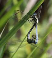 Image of Dark-shouldered Skimmer