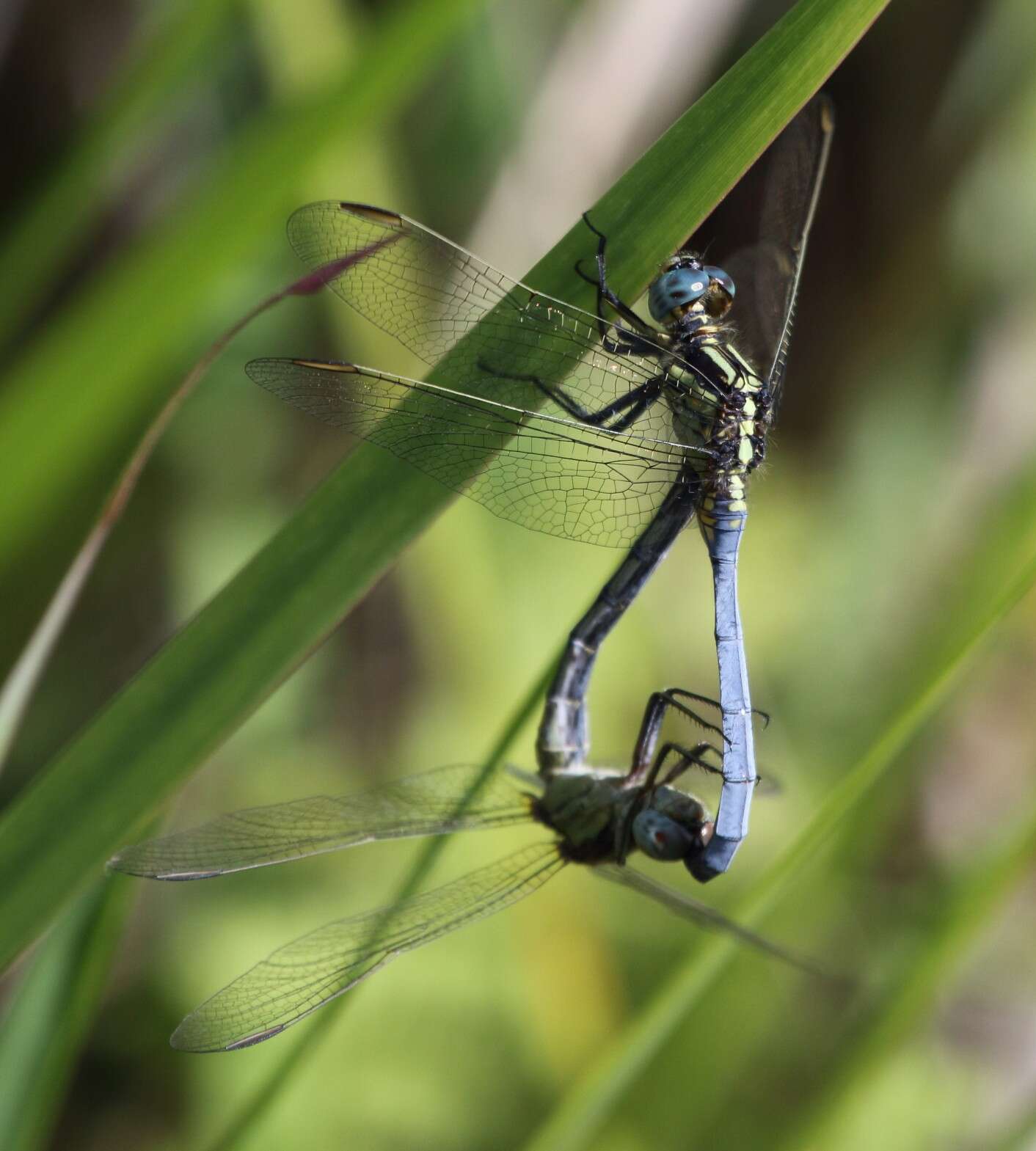 Image of Dark-shouldered Skimmer