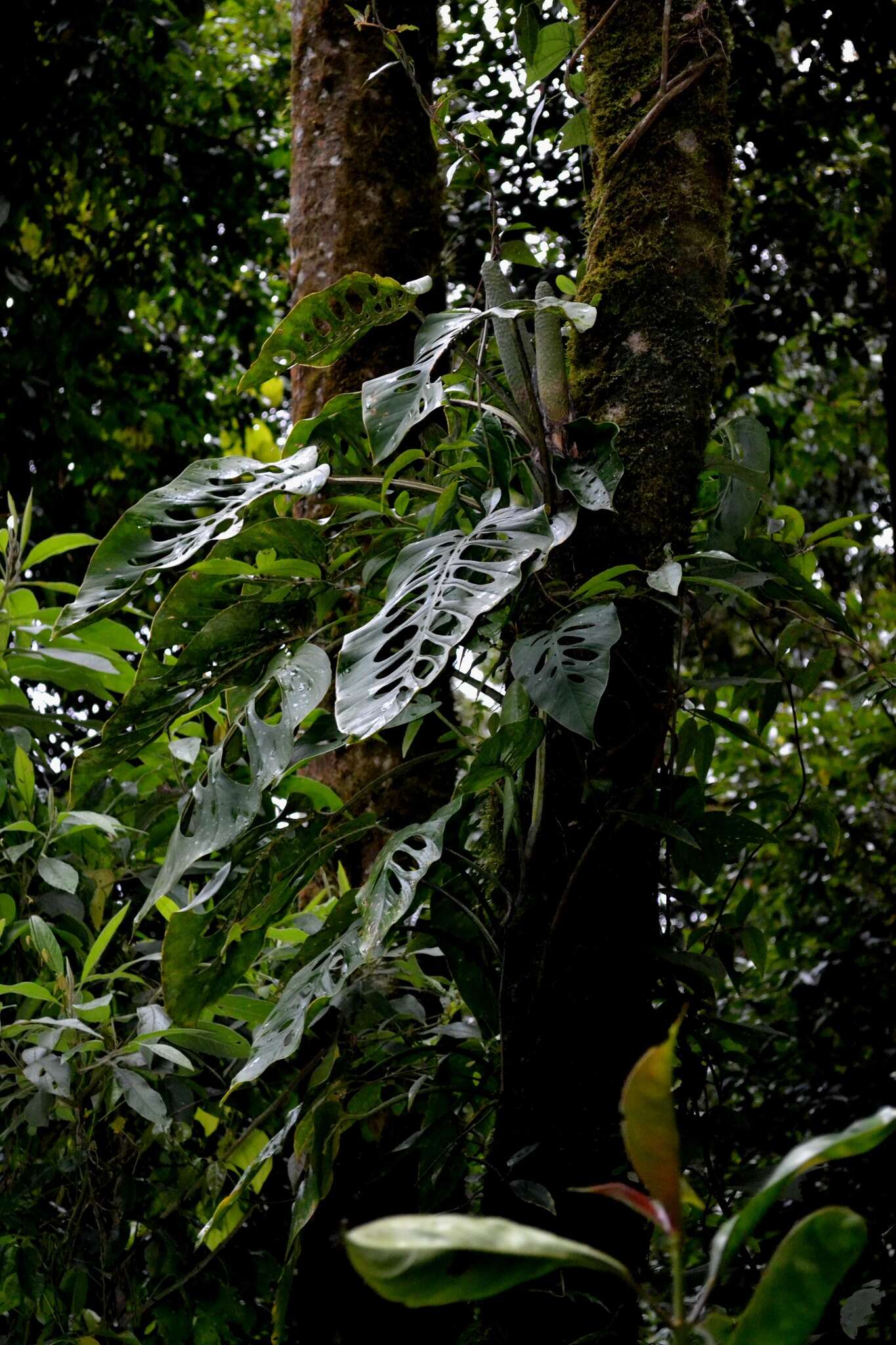 Image of Monstera siltepecana Matuda