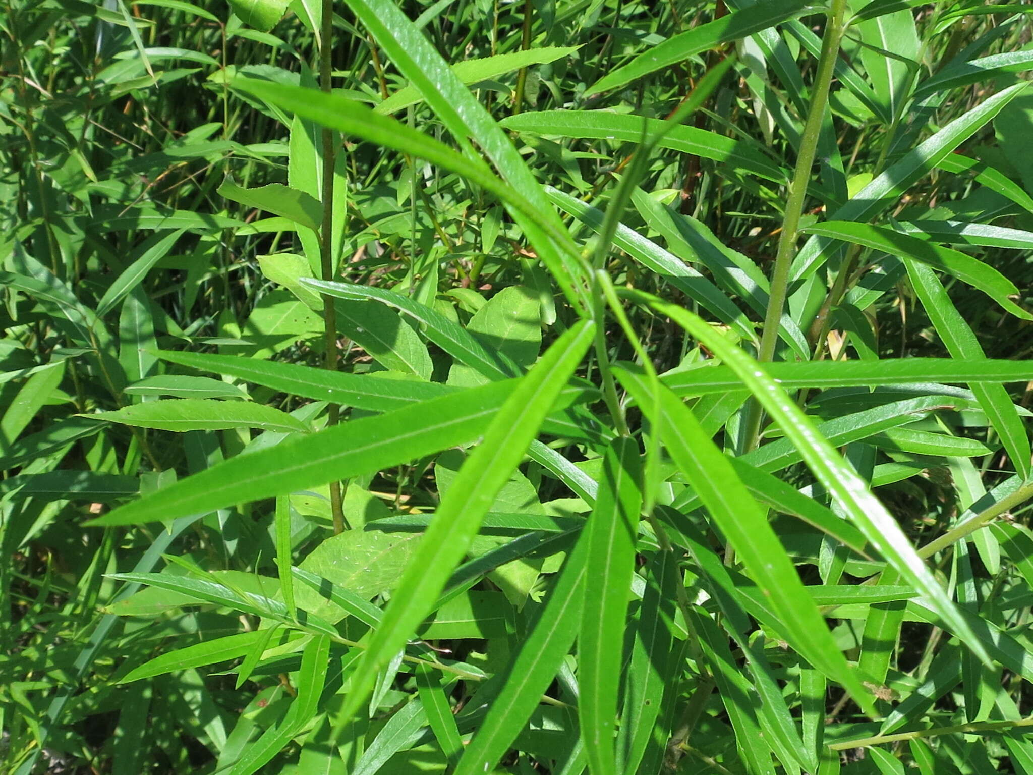 Image of narrow-leaf willow