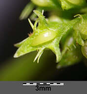 Rumex palustris Sm. resmi