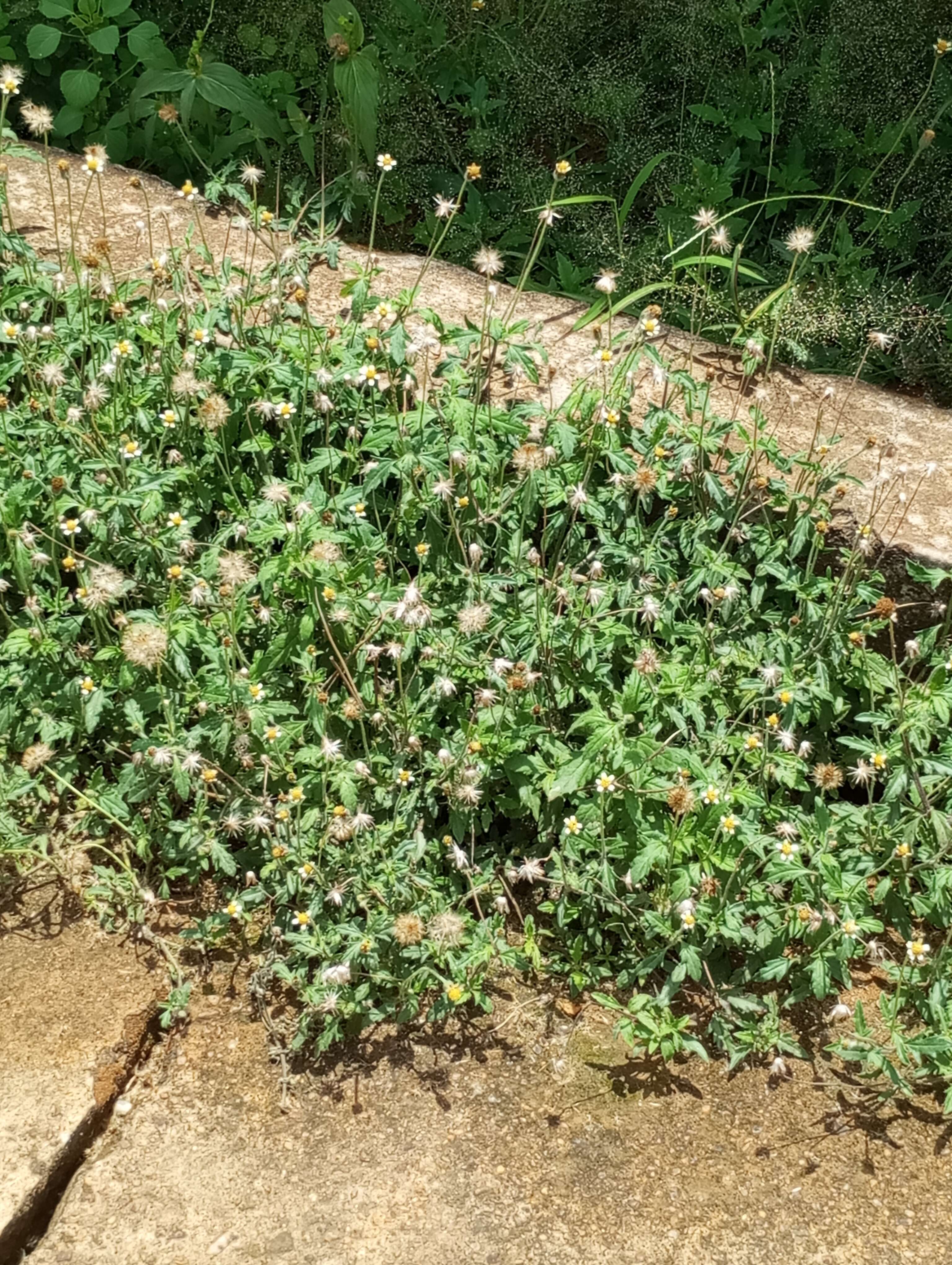 Image de Tridax procumbens L.