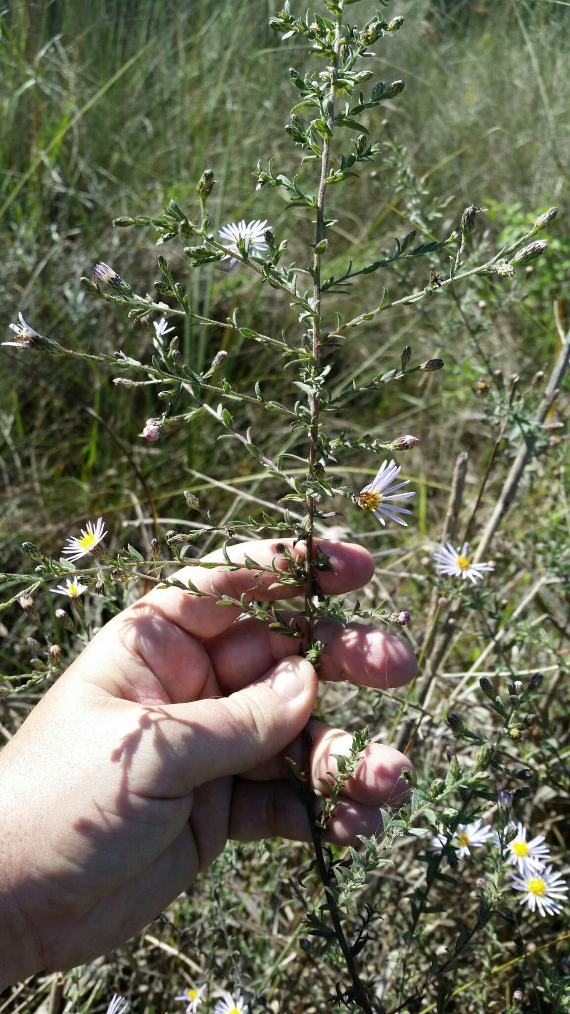 Sivun Symphyotrichum fontinale (Alexander) G. L. Nesom kuva