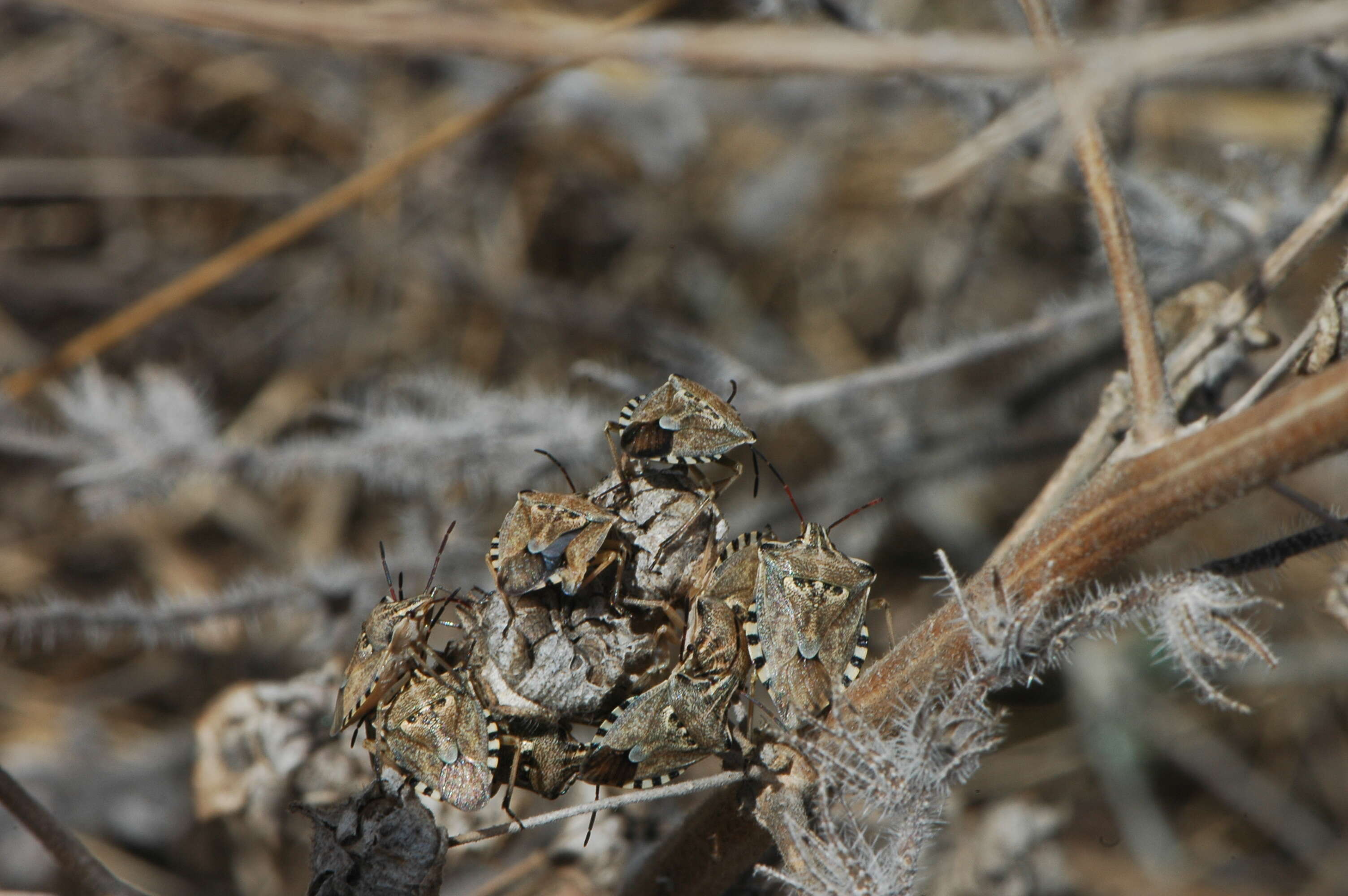 Слика од Codophila varia (Fabricius 1787)