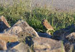 Image of Burrowing Owl