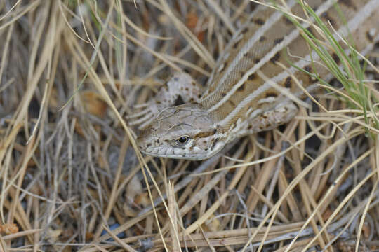 Image of Sand Lizard