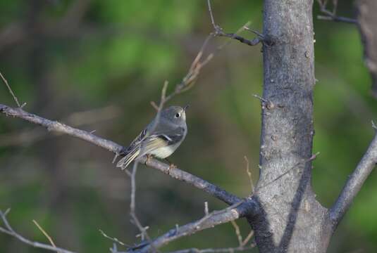 Image of goldcrests and kinglets