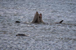 Image of South Atlantic Elephant-seal