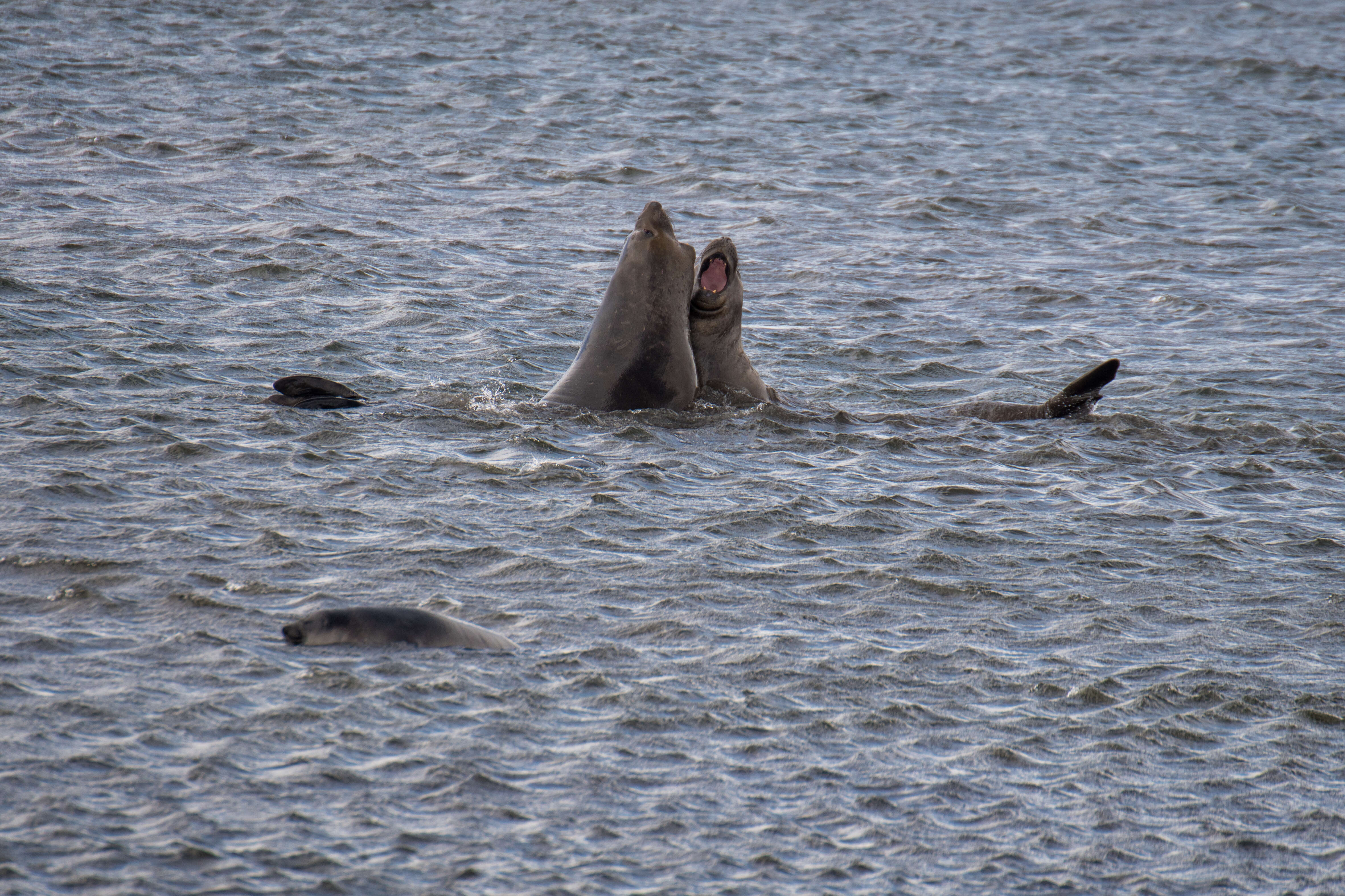 Image of South Atlantic Elephant-seal