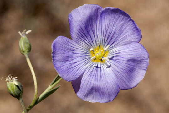 Image of meadow flax