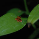 Imagem de Acianthera pacayana (Schltr.) Solano & Soto Arenas