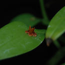 Image de Acianthera pacayana (Schltr.) Solano & Soto Arenas