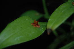 Image of Acianthera pacayana (Schltr.) Solano & Soto Arenas