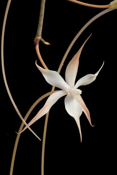 Image of Aerangis arachnopus (Rchb. fil.) Schltr.