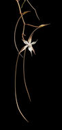 Image of Aerangis arachnopus (Rchb. fil.) Schltr.