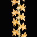 Image of <i>Aerangis hildebrandtii</i>