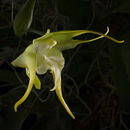 Image of Aeranthes grandiflora Lindl.