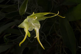 Imagem de Aeranthes