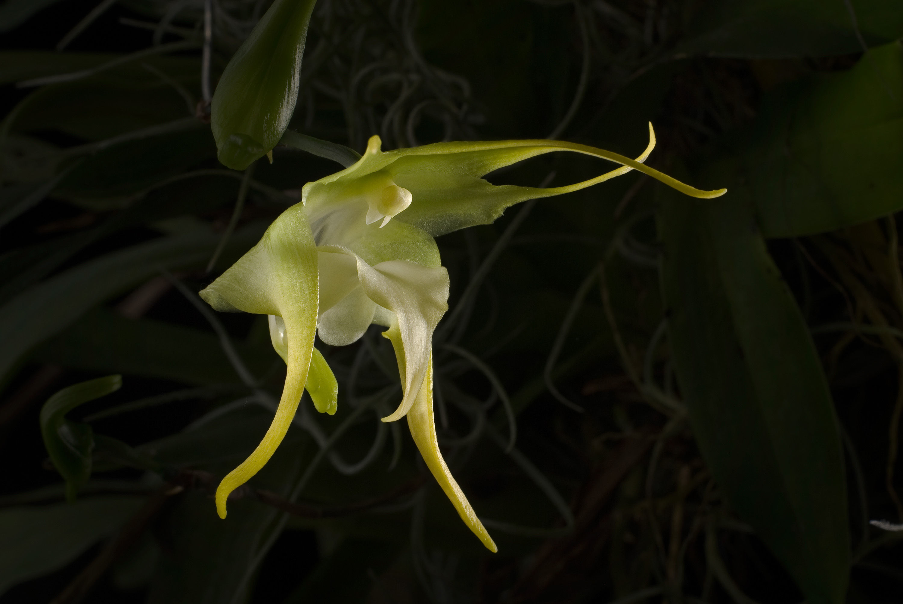 Image of Aeranthes