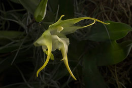 Imagem de Aeranthes grandiflora Lindl.