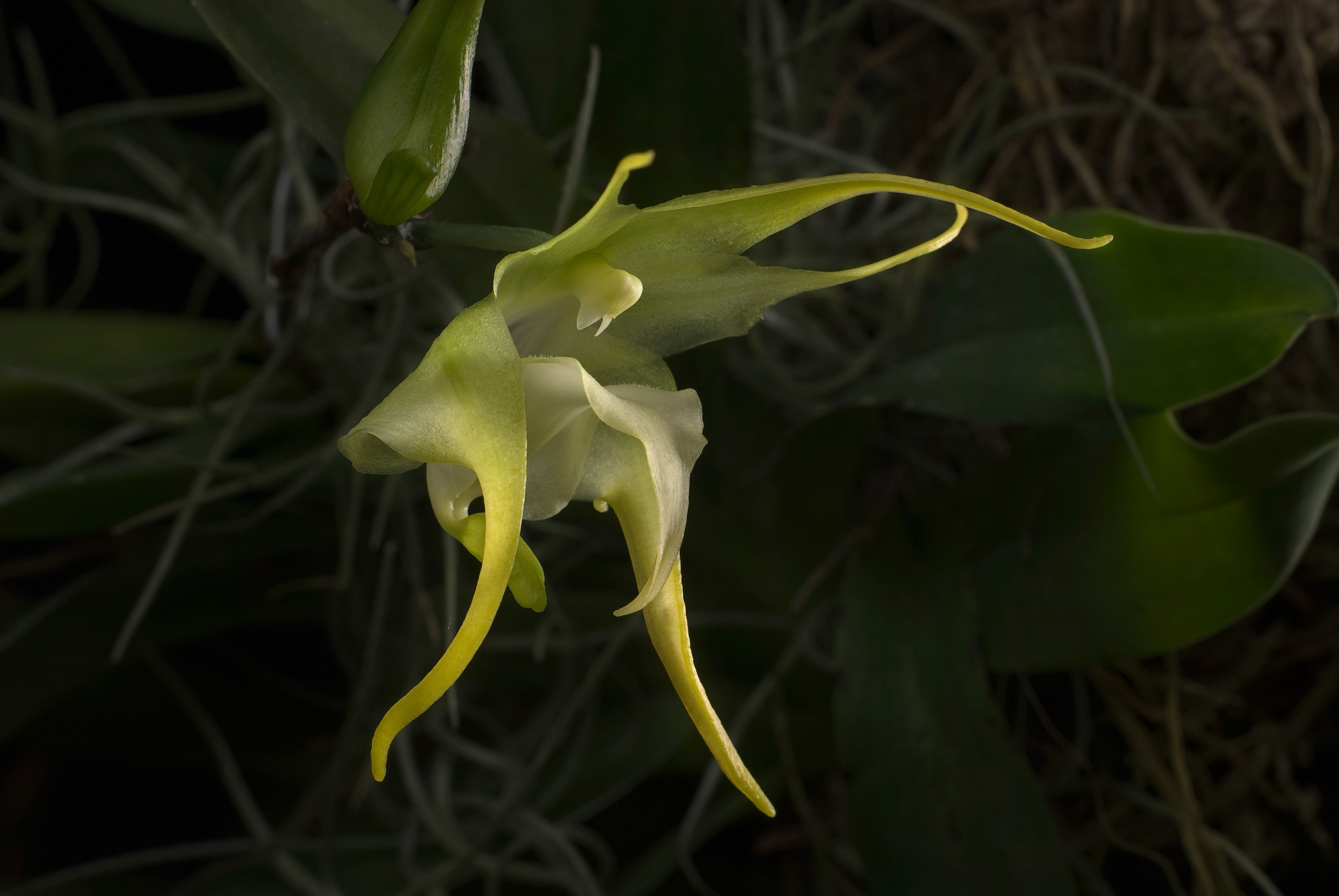 Image of Aeranthes grandiflora Lindl.