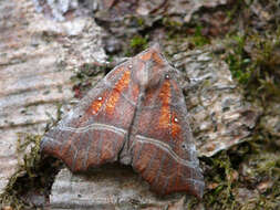 صورة Scoliopteryx Germar 1810