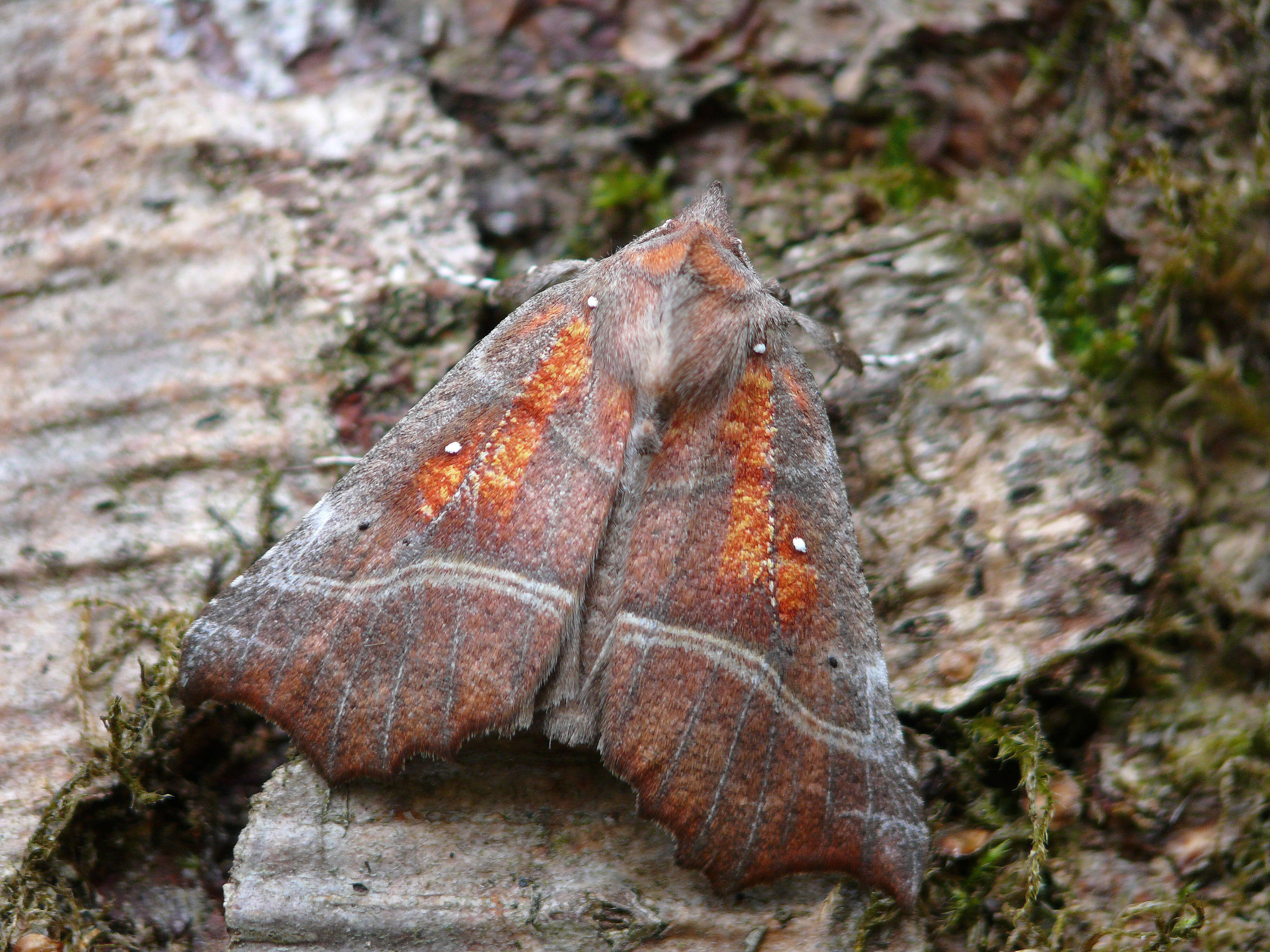 صورة Scoliopteryx Germar 1810