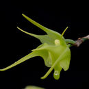 Image of Aeranthes ramosa Rolfe