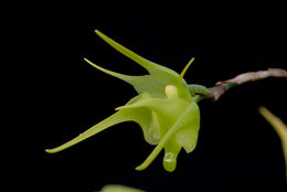 Imagem de Aeranthes ramosa Rolfe