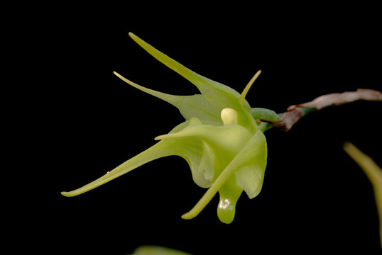 Image of Aeranthes ramosa Rolfe