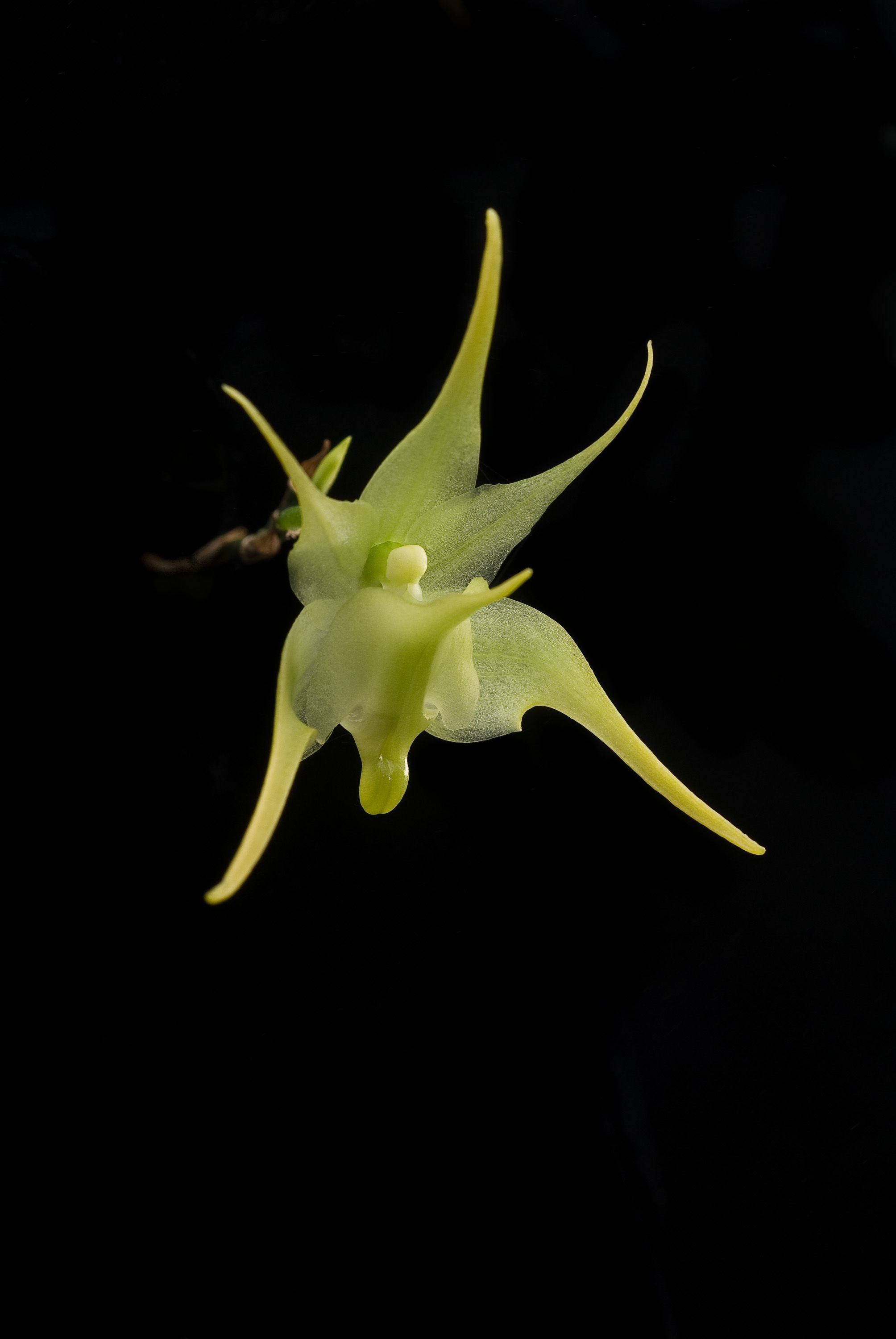 Imagem de Aeranthes ramosa Rolfe