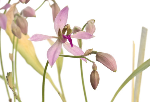 Image of Ancistrochilus