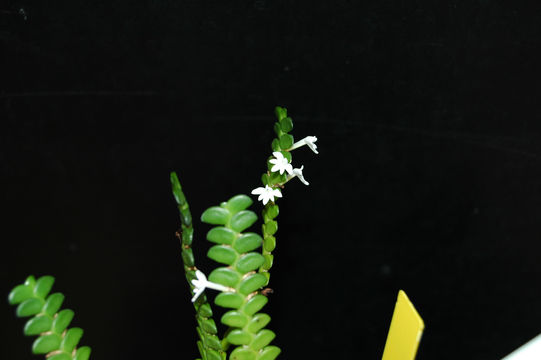 Image of Angraecum distichum Lindl.