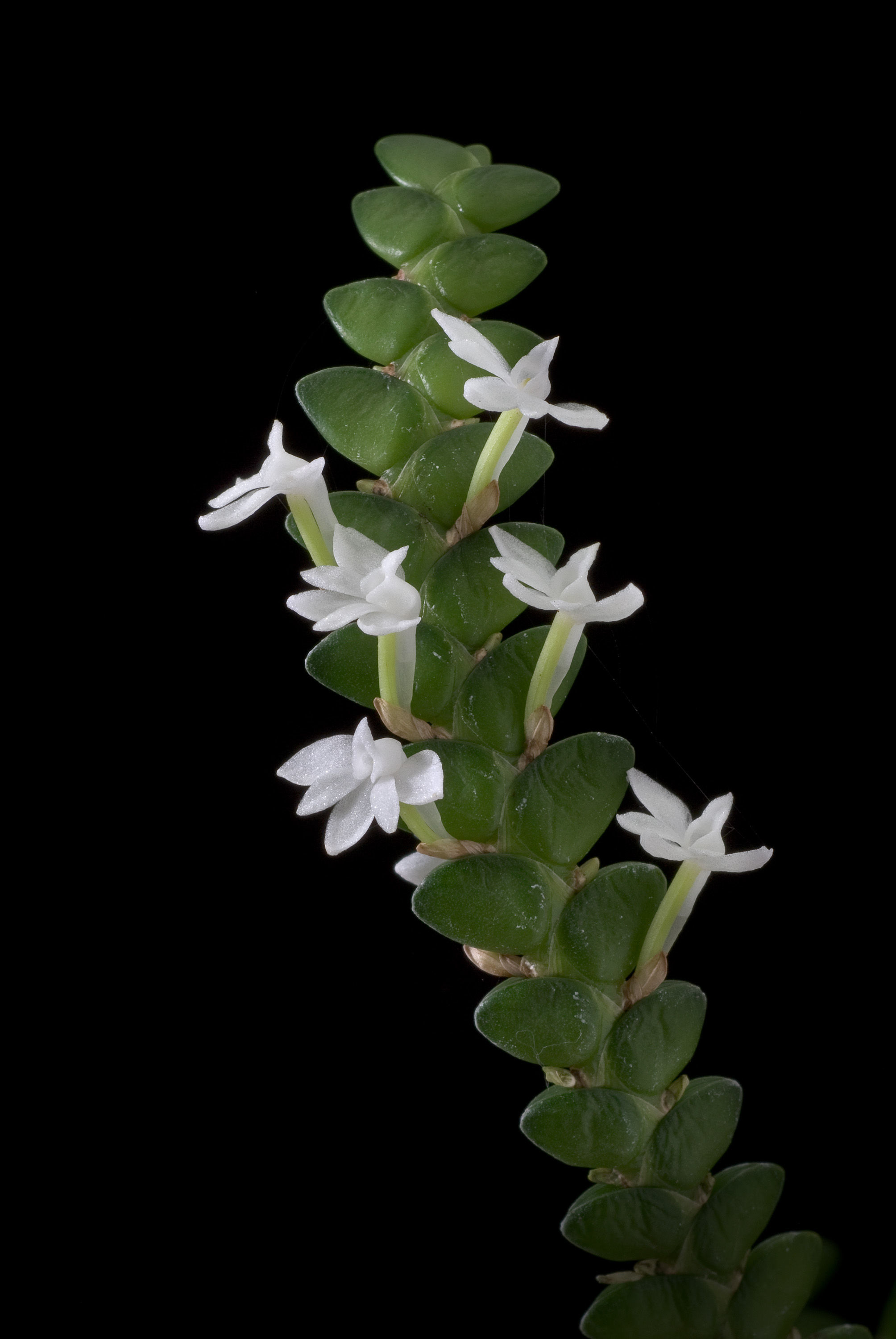 Image of Angraecum distichum Lindl.