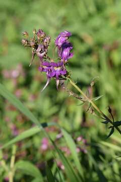 صورة Linaria triornithophora (L.) Willd.