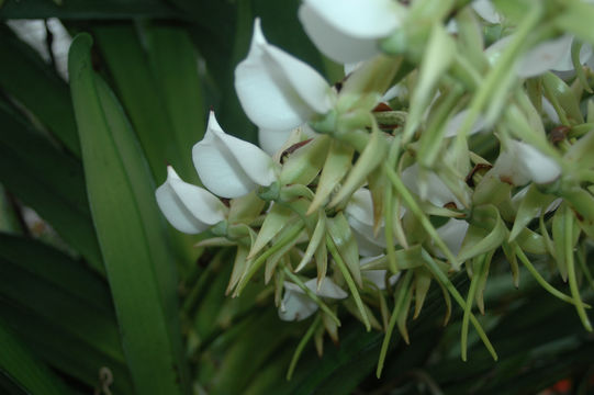 Imagem de Angraecum eburneum subsp. superbum (Thouars) H. Perrier