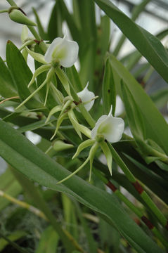 Imagem de Angraecum eburneum subsp. superbum (Thouars) H. Perrier