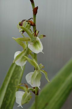 Image of Angraecum eburneum subsp. superbum (Thouars) H. Perrier