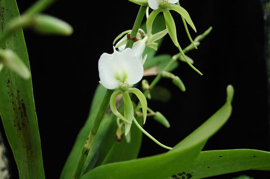 Plancia ëd Angraecum eburneum subsp. superbum (Thouars) H. Perrier