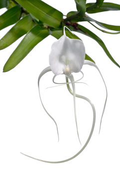 Imagem de Angraecum germinyanum Hook. fil.