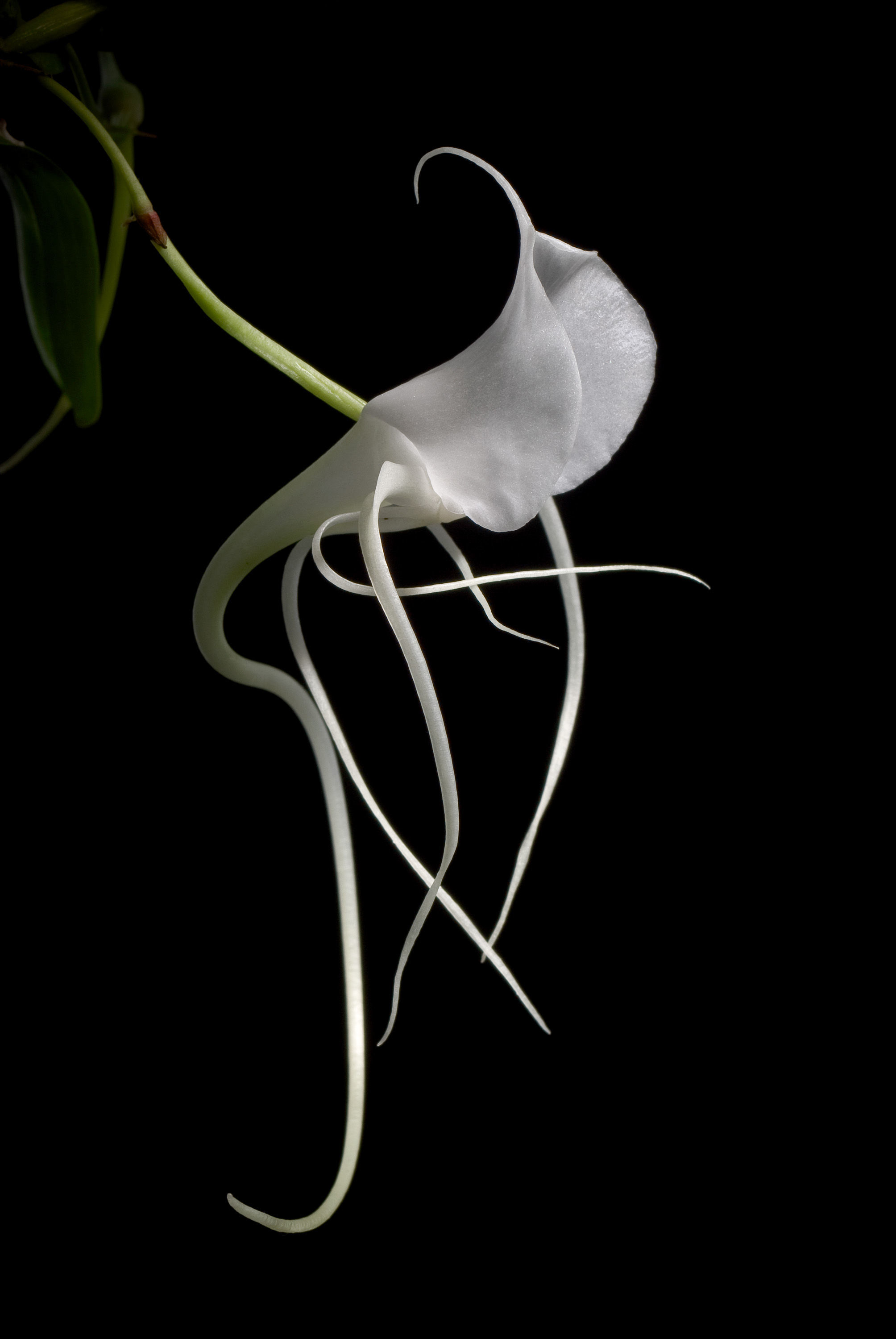 Image of Angraecum germinyanum Hook. fil.