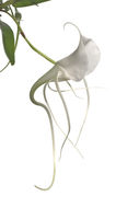 Image of Angraecum germinyanum Hook. fil.