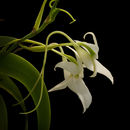 Plancia ëd Angraecum leonis (Rchb. fil.) André