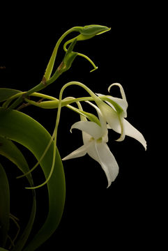 Image of Angraecum leonis (Rchb. fil.) André