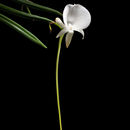 Image de Angraecum scottianum Rchb. fil.