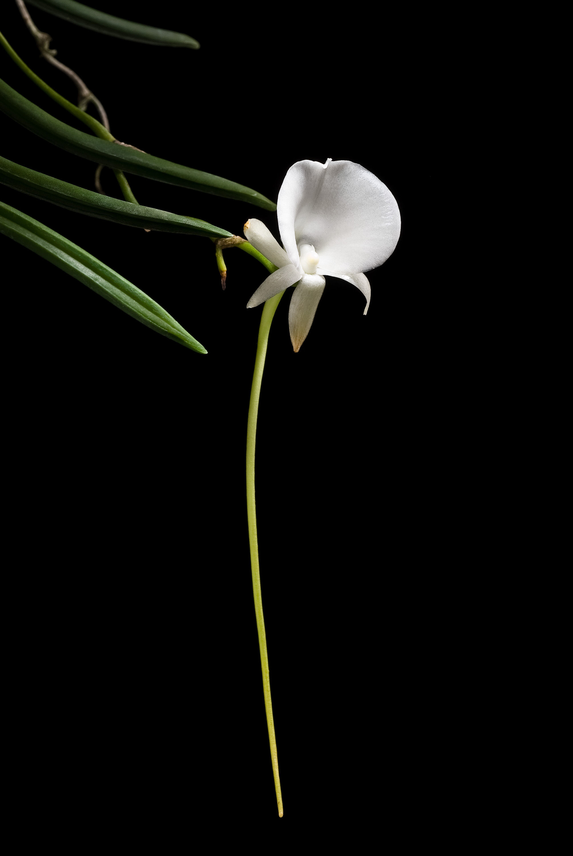 Image of Angraecum scottianum Rchb. fil.